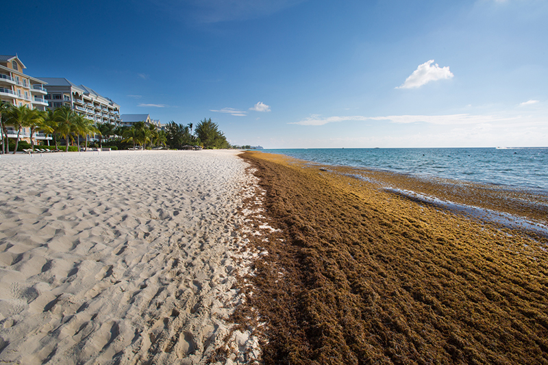 Brown Sargassum Seaweed